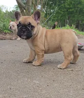 Tasha, a female French Bulldog for sale in Gatesville, TX – Photo 3 of 6