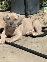 Little Girl, a female American Bully and Cane Corso for sale in Beaumont, CA – 3 of 4