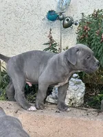 Little Hercules, a female American Bully and Cane Corso for sale in Beaumont, CA – 2 of 3
