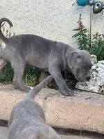 Little Hercules, a female American Bully and Cane Corso for sale in Beaumont, CA – 3 of 3