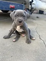 Eyebrows, a male American Bully and Cane Corso for sale in Beaumont, CA – 2 of 4