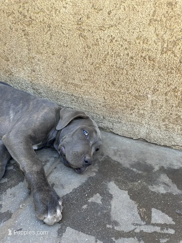 Little Hercules – American Bully, Cane Corso puppy for sale in Beaumont, CA