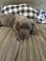 Baby Blue, a male American Bully and Cane Corso for sale in Beaumont, CA – 4 of 4