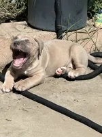 Little Girl, a female American Bully and Cane Corso for sale in Beaumont, CA – 4 of 4
