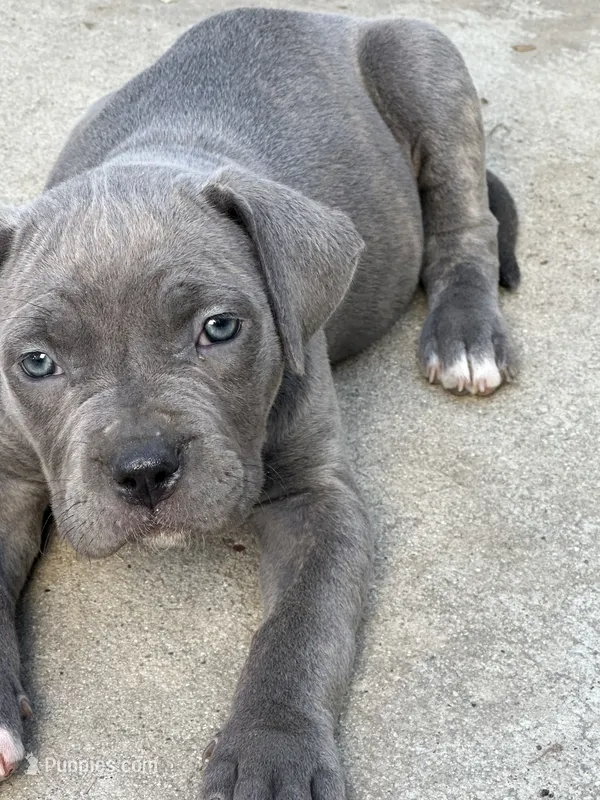 Eyebrows – American Bully, Cane Corso puppy for sale in Beaumont, CA