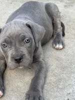 Eyebrows, a male American Bully and Cane Corso for sale in Beaumont, CA – 1 of 4