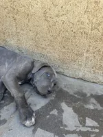 Hounds of Heaven, a male American Bully and Cane Corso for sale in Beaumont, CA – 9 of 10