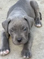 Little Hercules, a female American Bully and Cane Corso for sale in Beaumont, CA – 1 of 3
