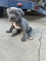 Eyebrows, a male American Bully and Cane Corso for sale in Beaumont, CA – 4 of 4