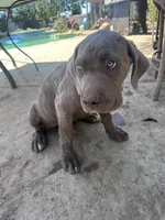 Hounds of Heaven, a male American Bully and Cane Corso for sale in Beaumont, CA – 7 of 10