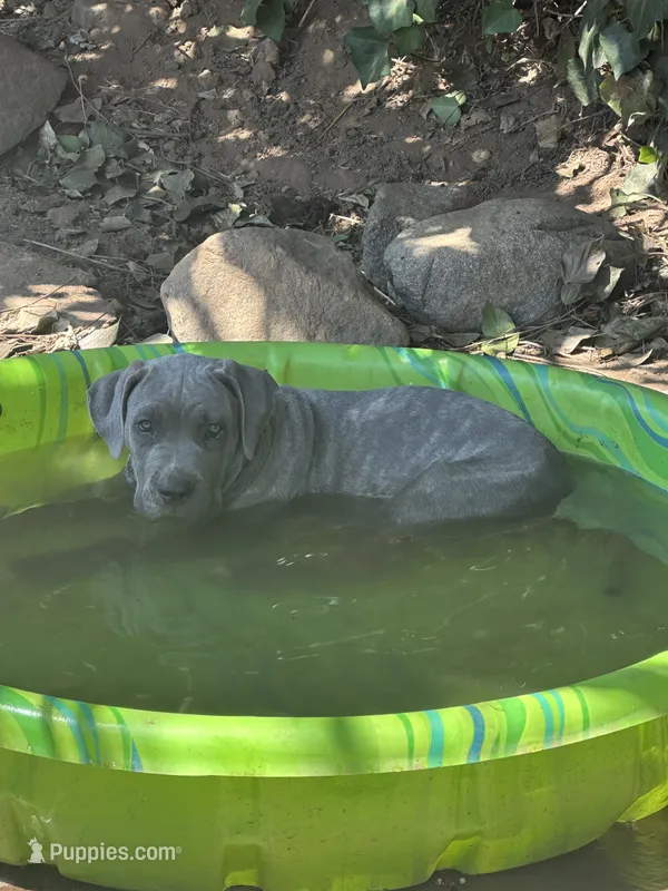 Brows – American Bully, Cane Corso puppy for sale in Beaumont, CA