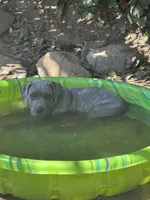 Brows, a male American Bully and Cane Corso for sale in Beaumont, CA – 1 of 7