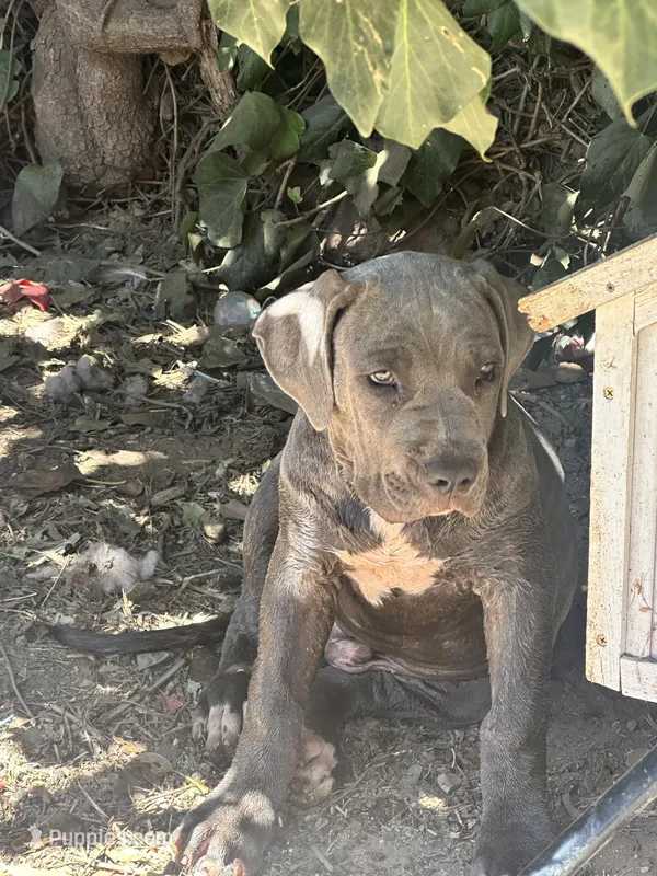 Baby Blue – American Bully, Cane Corso puppy for sale in Beaumont, CA