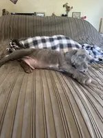 Baby Blue, a male American Bully and Cane Corso for sale in Beaumont, CA – 3 of 4