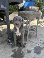 Hounds of Heaven, a male American Bully and Cane Corso for sale in Beaumont, CA – 5 of 10