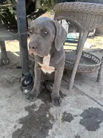 Hounds of Heaven, a male American Bully and Cane Corso for sale in Beaumont, CA – 4 of 10