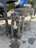 Hounds of Heaven, a male American Bully and Cane Corso for sale in Beaumont, CA – 6 of 10