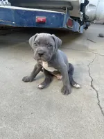 Eyebrows, a male American Bully and Cane Corso for sale in Beaumont, CA – 3 of 4