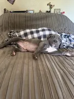 Baby Blue, a male American Bully and Cane Corso for sale in Beaumont, CA – 2 of 4