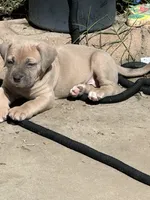 Little Girl, a female American Bully and Cane Corso for sale in Beaumont, CA – 2 of 4