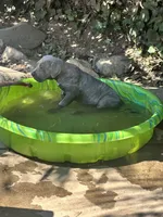 Hounds of Heaven, a male American Bully and Cane Corso for sale in Beaumont, CA – 2 of 10