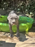 Hounds of Heaven, a male American Bully and Cane Corso for sale in Beaumont, CA – 8 of 10