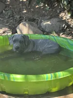 Hounds of Heaven, a male American Bully and Cane Corso for sale in Beaumont, CA – 3 of 10