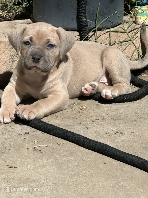 Little Girl – American Bully, Cane Corso puppy for sale in Beaumont, CA