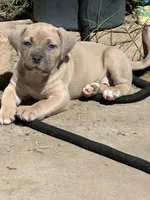 Little Girl, a female American Bully and Cane Corso for sale in Beaumont, CA – 1 of 4