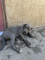 Little Bit, a female American Bully and Cane Corso for sale in Beaumont, CA – 2 of 5
