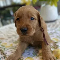 Bruno, a male Golden Retriever for sale in New Caney, TX – Photo 2 of 5