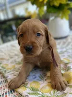 Bruno, a male Golden Retriever for sale in New Caney, TX – Photo 2 of 5