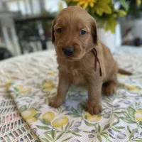 Bruno, a male Golden Retriever for sale in New Caney, TX – Photo 5 of 5