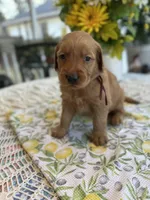 Bruno, a male Golden Retriever for sale in New Caney, TX – Photo 5 of 5
