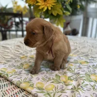 Bruno, a male Golden Retriever for sale in New Caney, TX – Photo 4 of 5