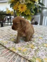 Bruno, a male Golden Retriever for sale in New Caney, TX – Photo 4 of 5