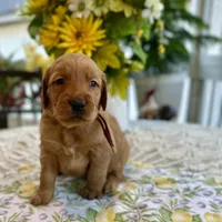 Bruno, a male Golden Retriever for sale in New Caney, TX – Photo 3 of 5