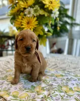 Bruno, a male Golden Retriever for sale in New Caney, TX – Photo 3 of 5