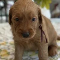 Bruno, a male Golden Retriever for sale in New Caney, TX – Photo 1 of 5