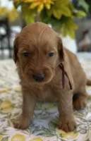 Bruno, a male Golden Retriever for sale in New Caney, TX – Photo 1 of 5