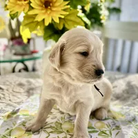 Astro, a male Golden Retriever for sale in New Caney, TX – Photo 2 of 5
