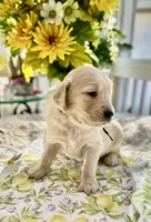 Astro, a male Golden Retriever for sale in New Caney, TX – Photo 2 of 5