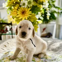 Astro, a male Golden Retriever for sale in New Caney, TX – Photo 3 of 5