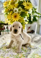 Astro, a male Golden Retriever for sale in New Caney, TX – Photo 3 of 5