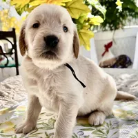 Astro, a male Golden Retriever for sale in New Caney, TX – Photo 4 of 5