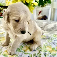 Astro, a male Golden Retriever for sale in New Caney, TX – Photo 5 of 5