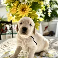 Astro, a male Golden Retriever for sale in New Caney, TX – Photo 1 of 5