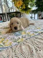 Ariel, a female Golden Retriever for sale in New Caney, TX – Photo 5 of 5