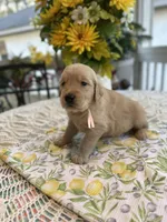 Ariel, a female Golden Retriever for sale in New Caney, TX – Photo 3 of 5
