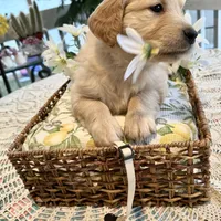 Ariel, a female Golden Retriever for sale in New Caney, TX – Photo 9 of 9